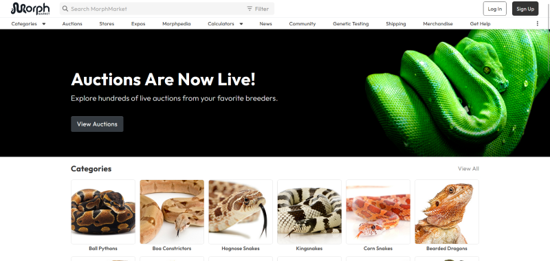Morph Market marketplace website developed by Kwalsys